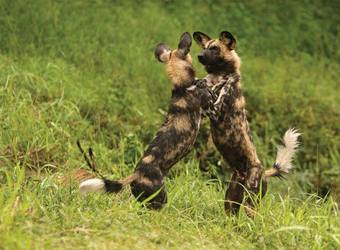 Photo: Wildlife Viewing & Activities