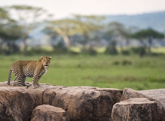 Photo: Wildlife Viewing & Activities