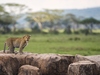 Photo: Wildlife Viewing & Activities