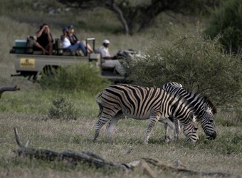 A pair of deeply marked zebras enjoy a bite to eat as several safari guests look on from a safari rover in Mashatu Game Reserve, South Africa