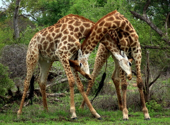 A pair of intricately patterned giraffes interlock their heads and necks among a variety of plantlife in Mashatu Game Reserve, South Africa