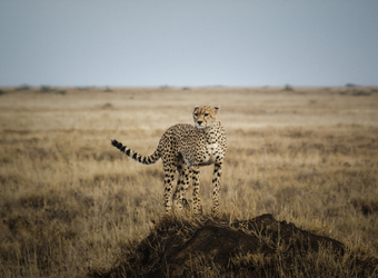 Photo: Wildlife Viewing & Activities
