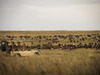 Photo: Wildlife Viewing & Activities