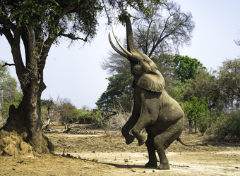 Photo: Wildlife Viewing & Activities
