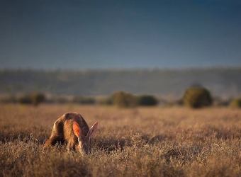 Photo: Wildlife Viewing & Activities