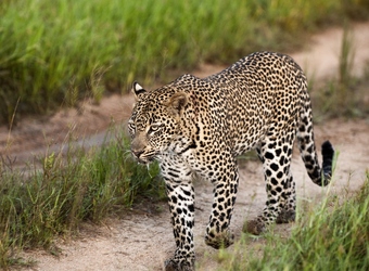 Photo: Wildlife Viewing & Activities