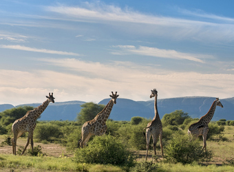 Photo: The Safari Experience