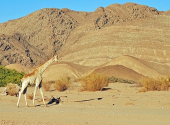 Photo: Wildlife