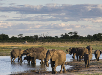 Photo: Wildlife Viewing & Activities