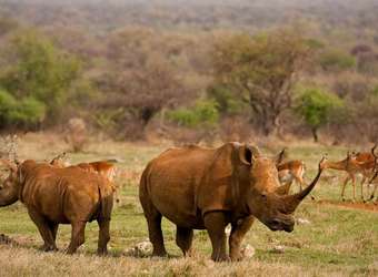 Photo: Wildlife Viewing & Activities