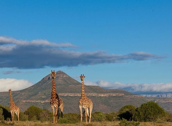 Photo: Wildlife