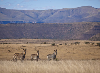 Photo: How to Include the Great Karoo in Your Safari Itinerary