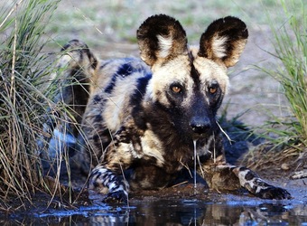 Photo: Conservation