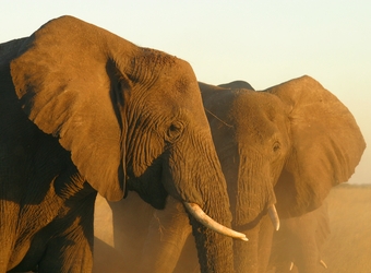 Photo: Wildlife Viewing & Activities