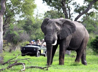 Photo: Wildlife Viewing & Activities