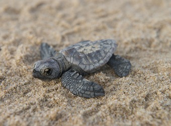 Photo: Wildlife Viewing & Activities