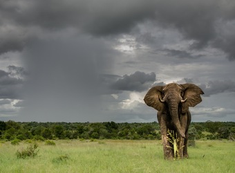 Photo: Wildlife Viewing & Activities