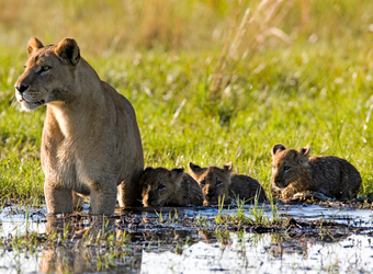 Photo: Botswana Wildlife
