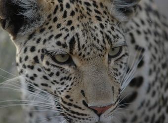 Photo: Wildlife Viewing & Activities