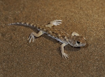 Photo: Wildlife Viewing & Activities