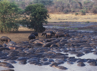 Photo: Conservation
