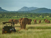 Elephant Watch Camp, a herd of elephants makes their way across the lush green savanna towards the looming mountains in the distance, Kenya, Africa