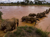 Elephant Watch Camp, a herd of elephants creates a line across the muddy river as they slowly cross its murky depths in kenya, Africa safaris