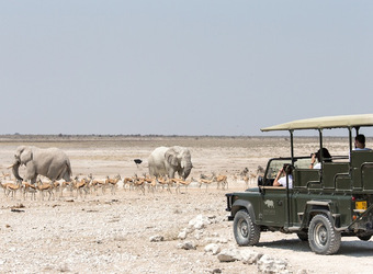 Photo: Wildlife Viewing & Activities