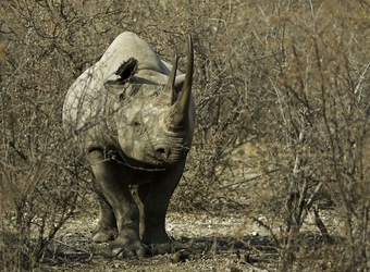Photo: Conservation