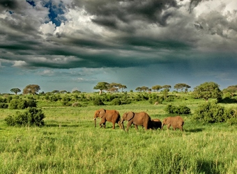 Photo: Wildlife Viewing & Activities