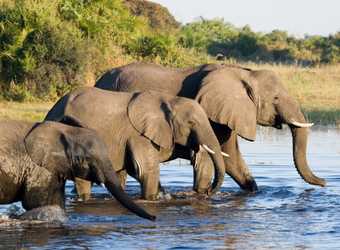 Photo: Quick Botswana Facts