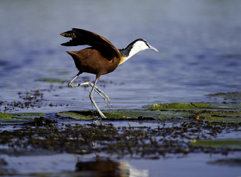 Jacana Camp, Jesus Bird hopping across lilypads in search for food, beautifully colored African bird, Okavango Delta, Africa, Botswana safari