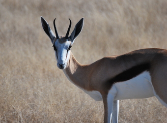 Photo: Wildlife Viewing & Activities
