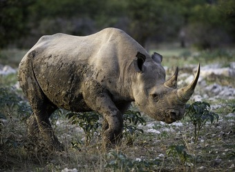 Photo: Conservation