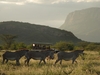 Photo: Wildlife Viewing & Activities