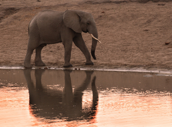Photo: Zambia Wildlife