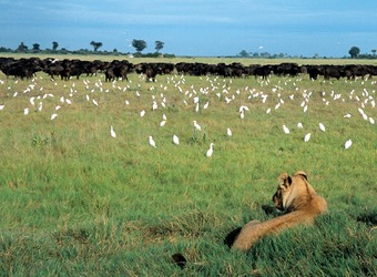 Photo: Wildlife Viewing & Activities