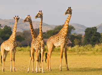 Photo: Quick Zambia Facts