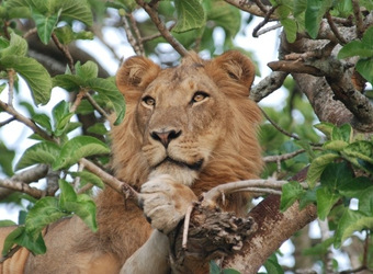 Photo: Wildlife Viewing & Activities