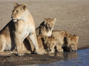 Photo: Wildlife Viewing & Activities