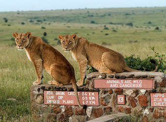 Photo: Wildlife Viewing & Activities