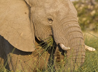 Photo: Wildlife Viewing & Activities