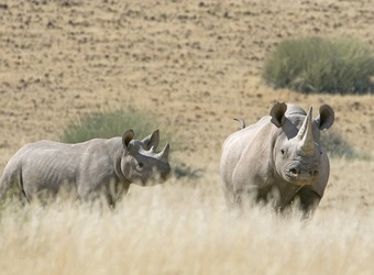 Photo: Conservation