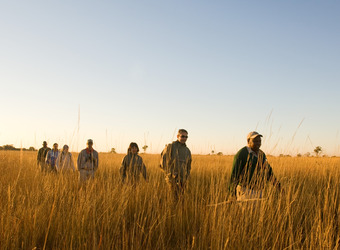 Camp Okavango, guided nature hike through tall bush grasses, clear blue sky. Africa safari, Botswana, Okavango delta