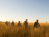 Camp Okavango, guided nature hike through tall bush grasses, clear blue sky. Africa safari, Botswana, Okavango delta