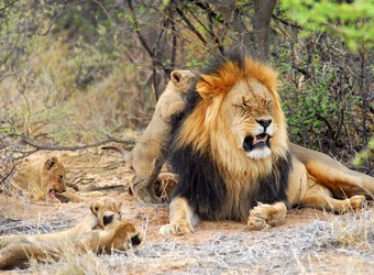 Photo: Wildlife Viewing & Activities