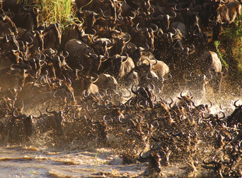 Photo: Wildlife Viewing & Activities