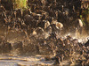 Photo: Wildlife Viewing & Activities
