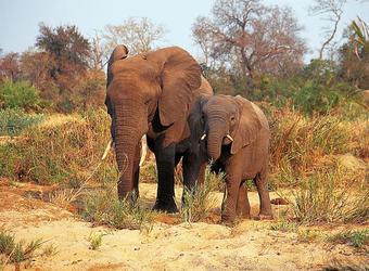 Photo: Wildlife Viewing & Activities