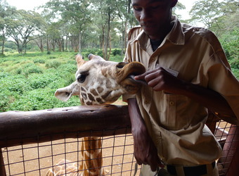 A giraffe is fed above a fence by a sanctuary attendant in Nairobi, Kenya